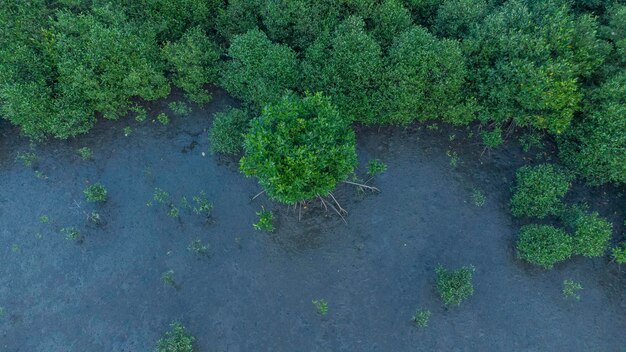 Widok z powietrza lasów mangrowych w prowincji Aceh w Indonezji