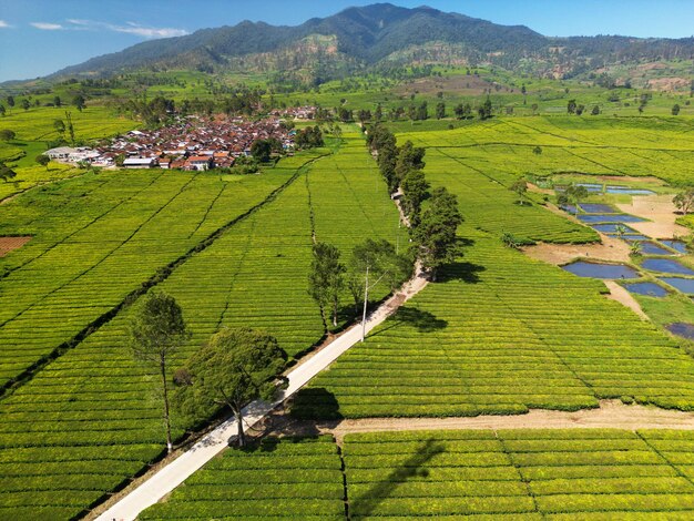 Widok z powietrza na plantacje herbaty i domy z górą w tle w Pangalengan