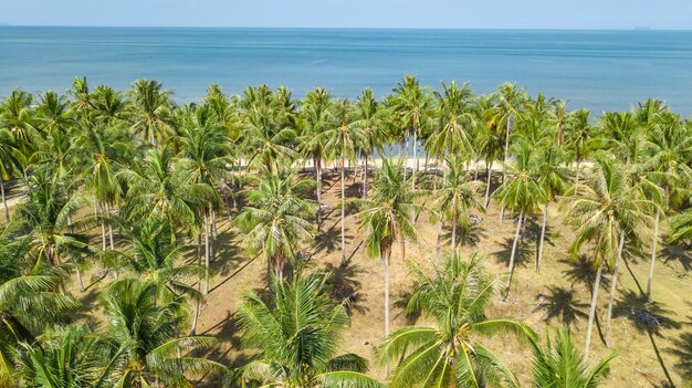 Zdjęcie widok z powietrza tropikalnej plaży z nad morza piasku i palmy krajobraz plaży wyspy