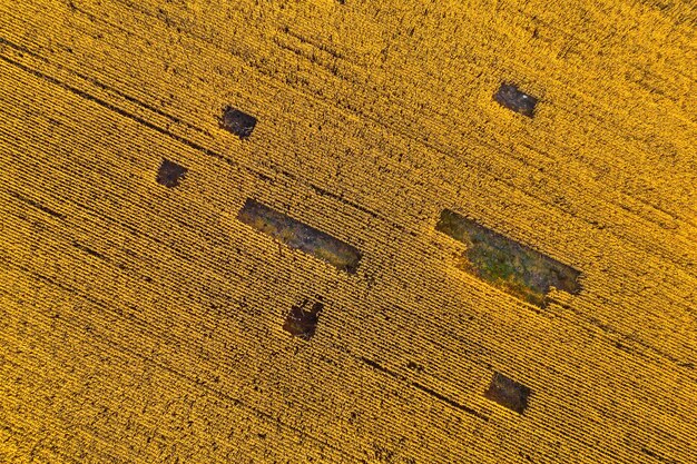 Widok z powietrza z drona na pola zboża pszenica podczas złotego zachodu słońca Wzorzec rolniczy