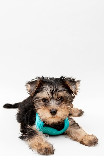 Zdjęcie widok z przodu cute yorkshire terrier puppy z miejsca na kopię