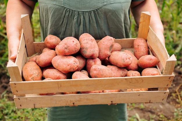 Widok z przodu nierozpoznawalna kobieta rolnik niesie zbiory dużych organicznych ziemniaków w pudełku