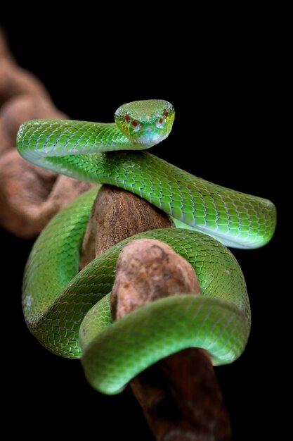 Widok Z Przodu Zielonego Węża Albolaris Z Czarnym Tłem