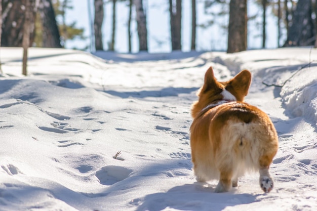 Widok z tyłu biegnącego słodkiego corgi na szlaku w słonecznym, śnieżnym lesie