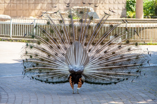 Widok z tyłu pawia z piórami w zoo