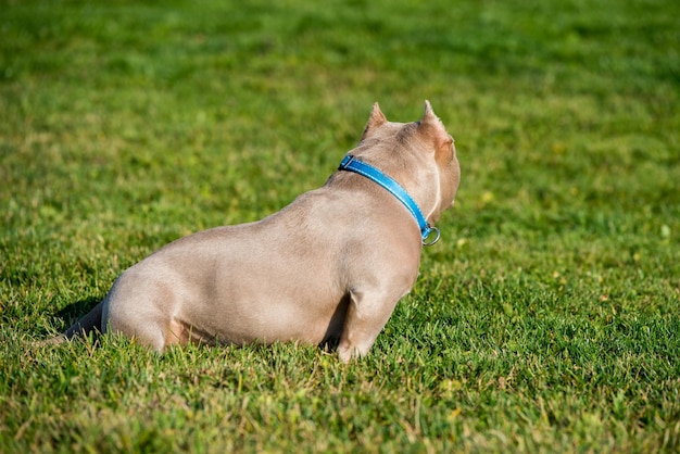 Widok Z Tyłu Portret Liliowego Koloru American Bully Dog Na Zielonej Trawie