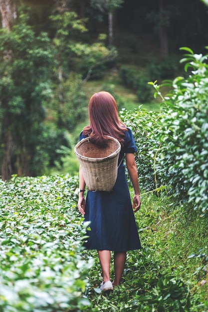 Widok z tyłu przedstawiający kobietę idącą i zbierającą liść herbaty na górskiej plantacji herbaty