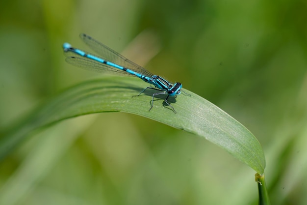 Widok z wysokiego kąta damselfly na roślinie