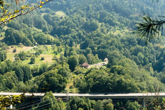 Zdjęcie widok z wysokiego kąta drzew i roślin rosnących na lądzie