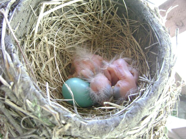 Zdjęcie widok z wysokiego kąta gniazda z noworodkami i jajem