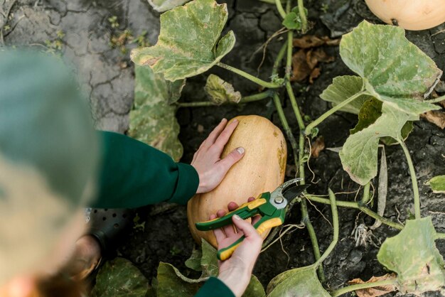 Zdjęcie widok z wysokiego kąta grzybów rosnących na polu