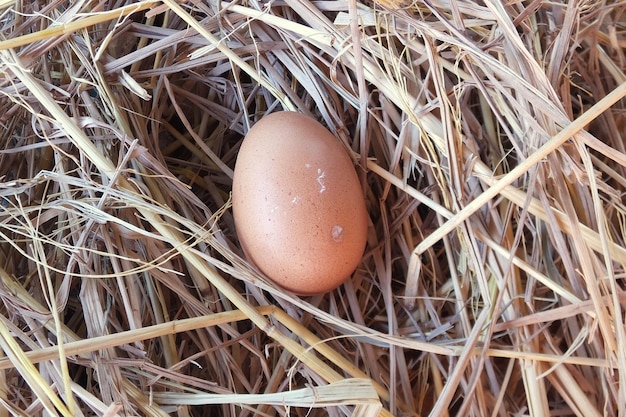 Zdjęcie widok z wysokiego kąta jajka w gnieździe