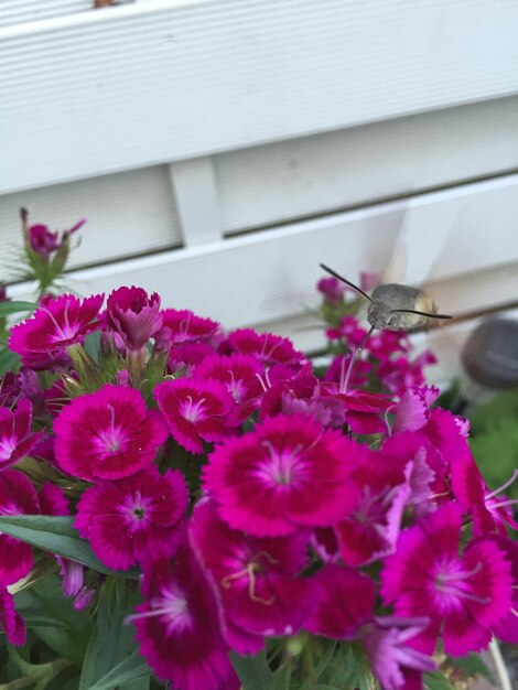 Zdjęcie widok z wysokiego kąta kolibri na kwiat dianthus