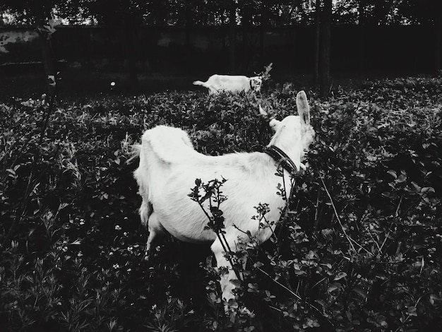 Zdjęcie widok z wysokiego kąta kozy stojące pośród roślin