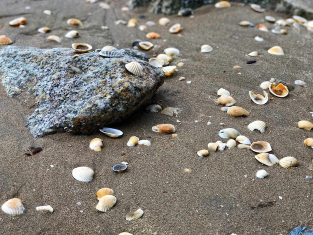 Widok z wysokiego kąta kraba na piasku na plaży