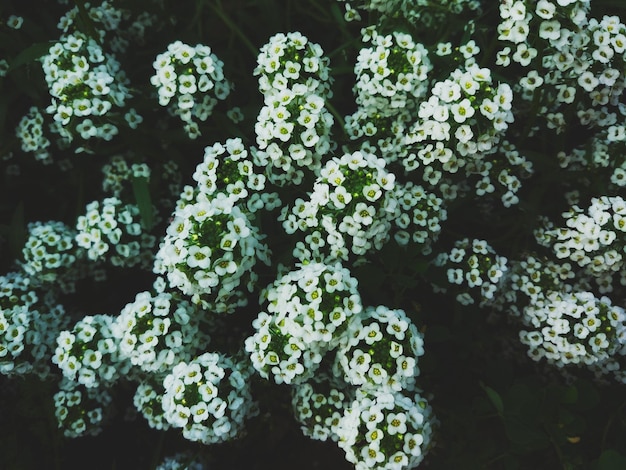 Zdjęcie widok z wysokiego kąta na białe rośliny kwitnące