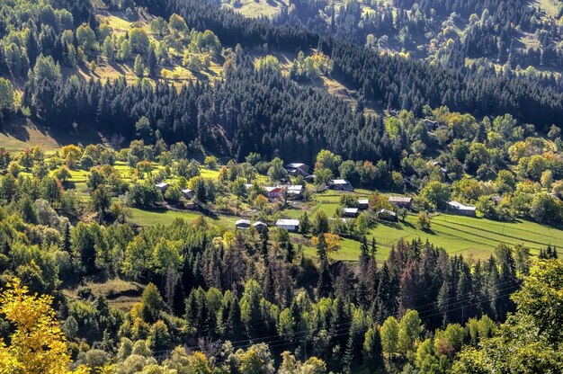 Widok z wysokiego kąta na sosny w lesie