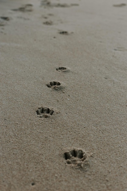 Zdjęcie widok z wysokiego kąta odcisków łap na piasku na plaży