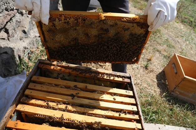 Zdjęcie widok z wysokiego kąta pszczoły na tarasie