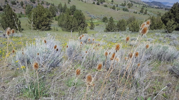 Zdjęcie widok z wysokiego kąta roślin rosnących na polu