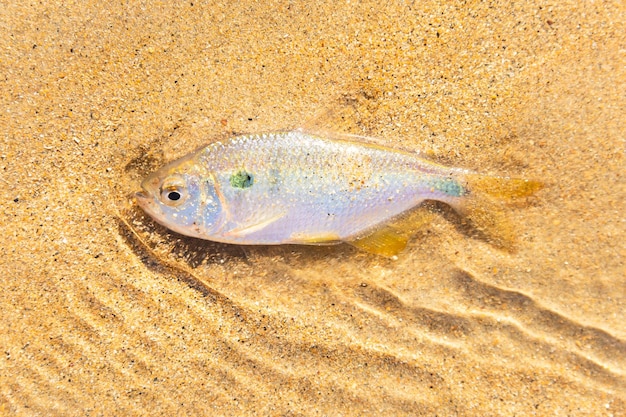 Zdjęcie widok z wysokiego kąta ryb uwięzionych w piasku