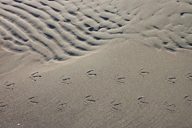 Zdjęcie widok z wysokiego kąta śladów ptaków na piasku na plaży