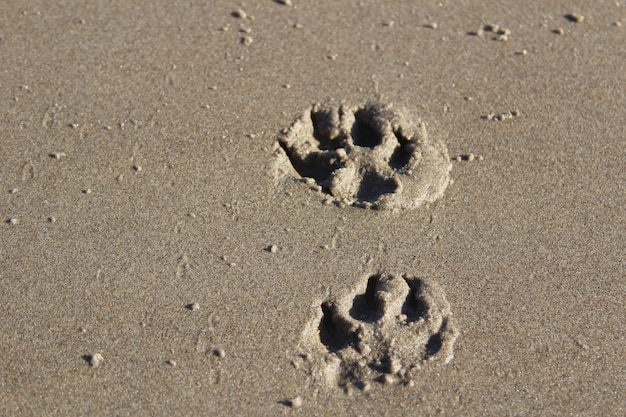 Widok z wysokiego kąta śladów stóp na piasku na plaży