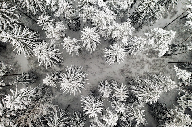 Widok z wysokości zimowego lasu z pokrytymi śniegiem drzewami zimą.