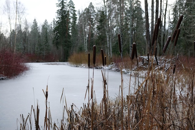 Widok zakola rzeki z trzcinami na pierwszym planie