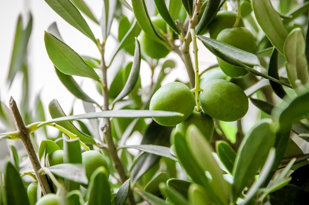 Widok zbliżenie gałązką oliwną