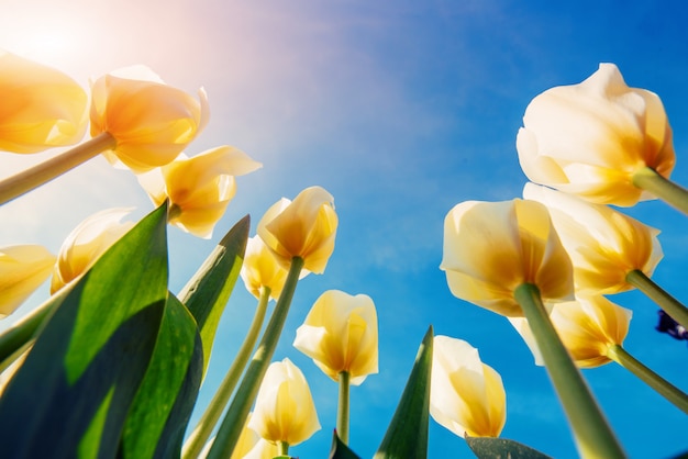 Widok żółty tulipan wiosłuje w lecie