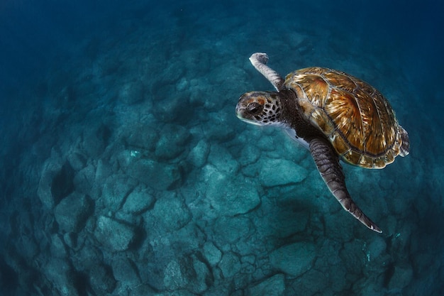 Widok żółwia pływającego w morzu z wysokiego kąta