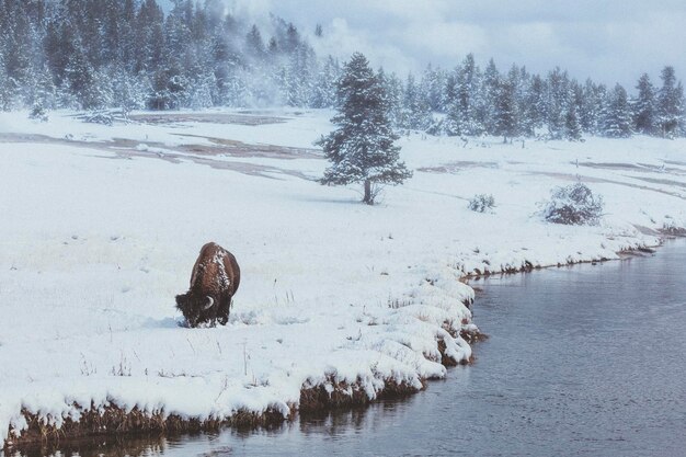 Zdjęcie widok zwierzęcia na pokrytym śniegiem terenie