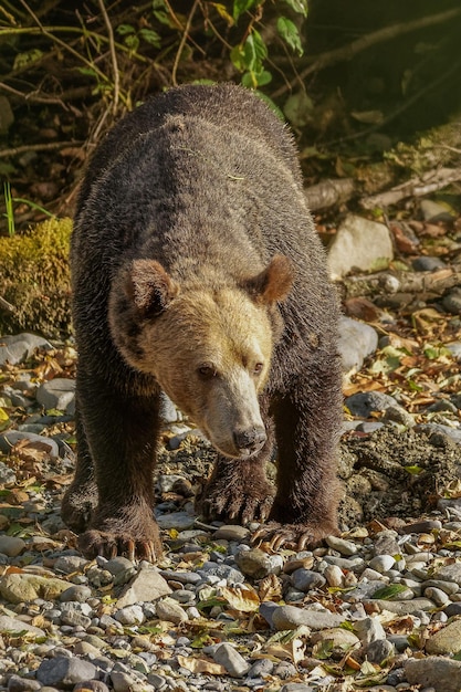 Widok zwierzęcia na skale