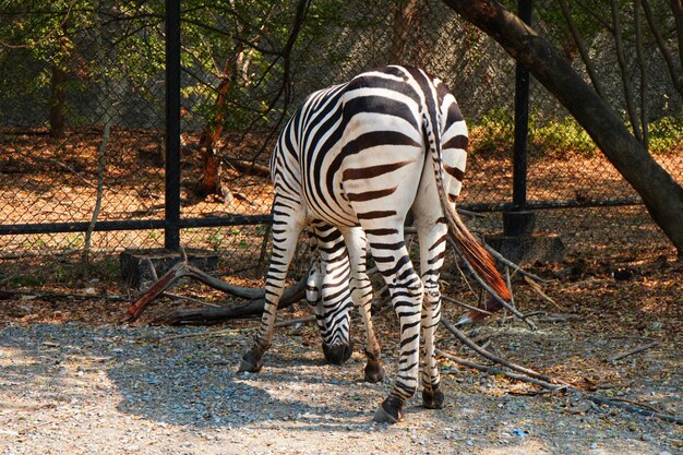 Zdjęcie widok żyrafy w zoo