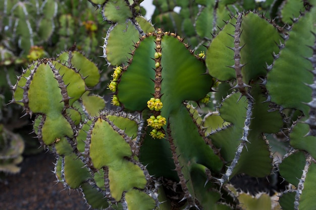 widoki ładnego zielonego kaktusa z kwiatami