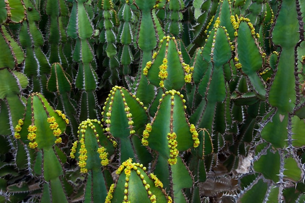 widoki różnych zielonych kaktusów z kwiatami