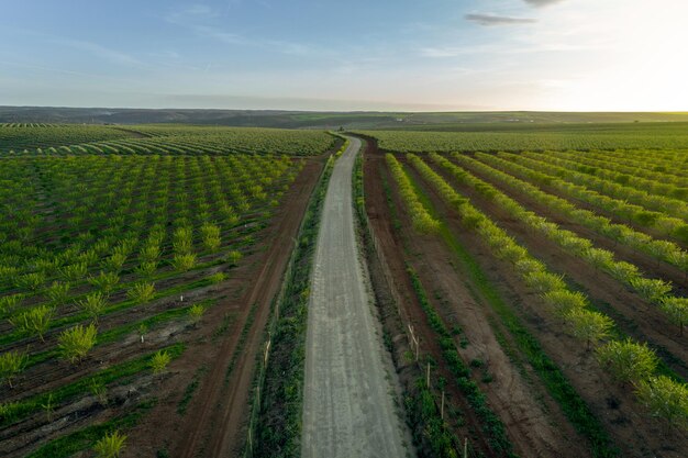 Widoki z lotu ptaka na plantację drzew migdałowych w Alentejo w Portugalii