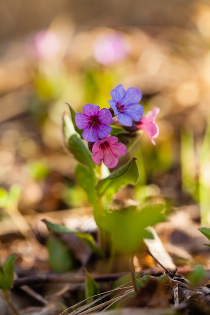 Wiecznie Zielona Roślina Wieloletnia Z Rodzaju Pulmonaria - Zdjęcia Makro. Wiosną Miodunka, Zwykłe łzy Maryi Czy Krople Mleka Matki Bożej.