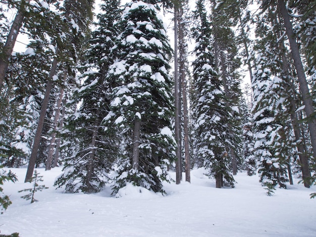 Wiecznie zielony las w śniegu w parku narodowym Great Teton.