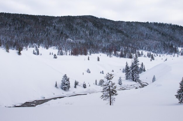 Wiecznie zielony las w śniegu w parku narodowym Great Teton.