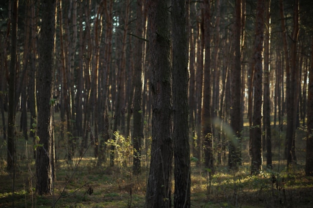 wieczór w jesiennym lesie