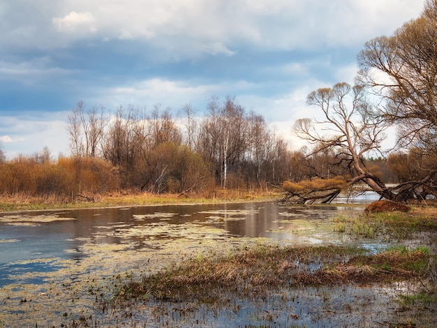 Wieczór wiejski krajobraz z rozlewiskami bagienna łąka trawa bagno garb z wypukłą trawą