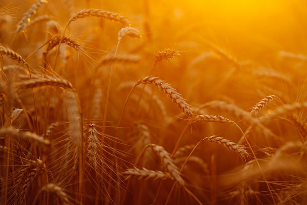 Wieczorem złote pole pszenicy o zachodzie słońca Wzrost przyroda żniwa Gospodarstwo rolne