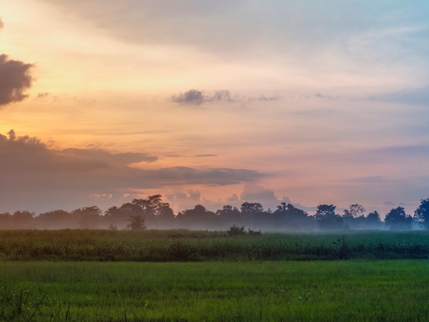 Wieczorna atmosfera W czasie zachodu słońca Mgła zielonego pastwiska.