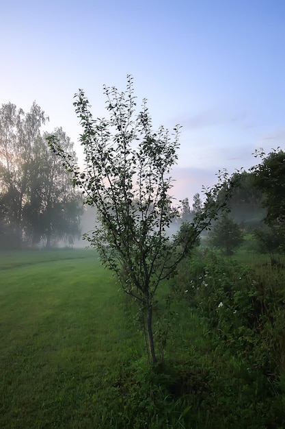 Wieczorna mgła na polu na wsi w lecie.