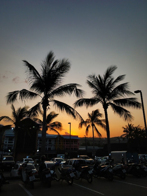 Wieczorne Niebo W Tropikach Z Sylwetkami Palm I Promieniami Zachodu Słońca.