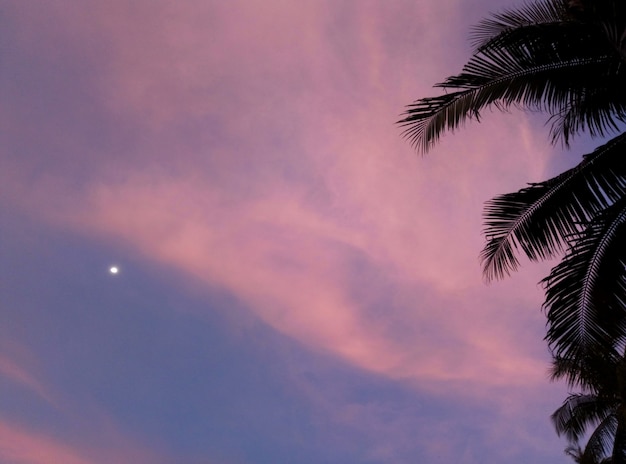 Wieczorne Niebo W Tropikach Z Sylwetkami Palm I Promieniami Zachodu Słońca.