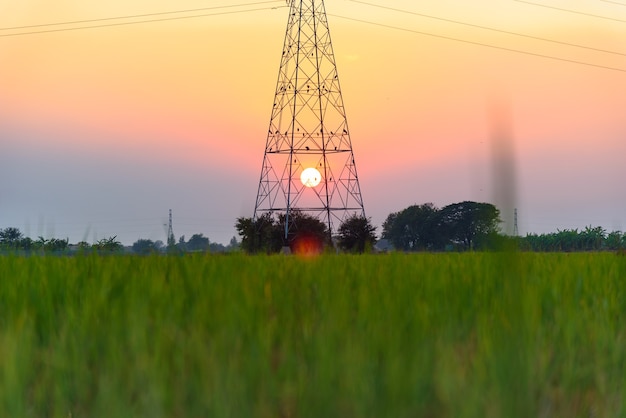 Zdjęcie wieczorny widok na wieżę linii energetycznej pośrodku pola ryżowego