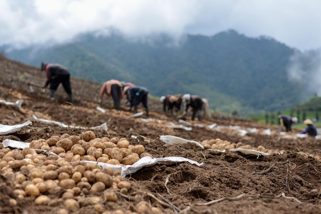 Wiejska azjatycka sceneria rolnicza Zbieranie ziemniaków